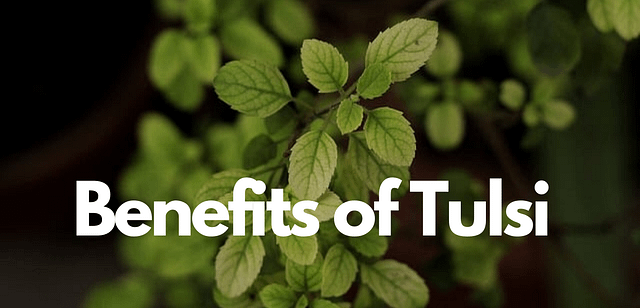Benefits of tulsi